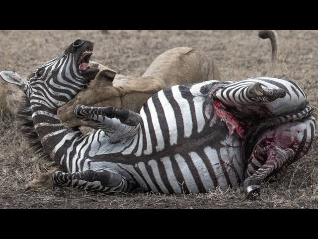 10 لحظه از آخرین تلاش های حیوانات برای زنده ماندن | حیات وحش