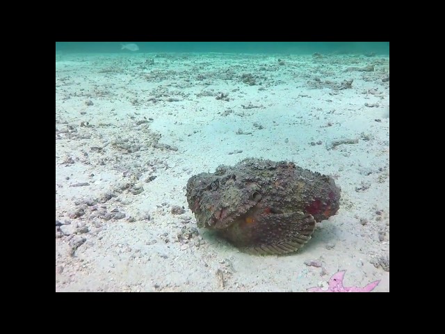 Stonefish swimming at Racha Yai island