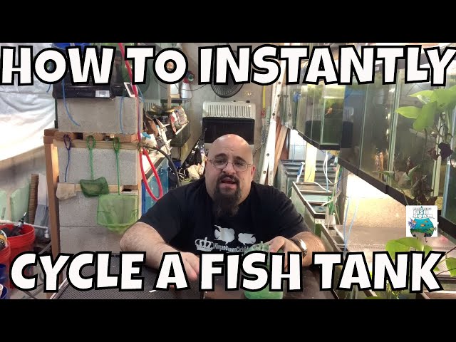 HOW TO INSTANT CYCLE A FISH TANK! WITHOUT WAITING!