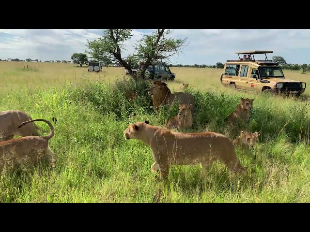 The lion pride at serengeti Tanzania