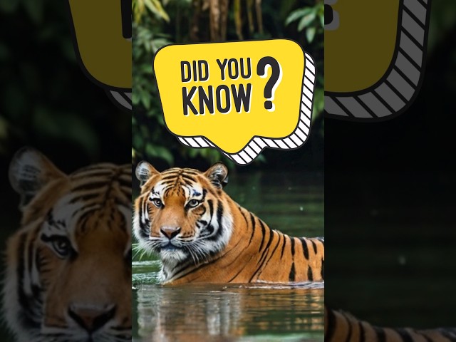 Tiger Facts That Will Blow Your Mind(2024)