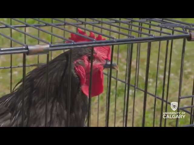 Prosthetics keep Rooster in motion | Faculty of Veterinary Medicine - University of Calgary