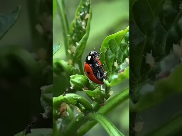 Lady Bird beetle feeding on Aphids ||#agriculture #farmcollege
