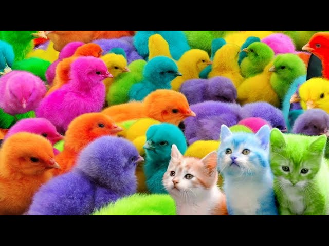 Cute Chickens, Colorful Chickens, Rainbow Chicken, Rabbits, Cute Cats,Ducks,Animals Cute