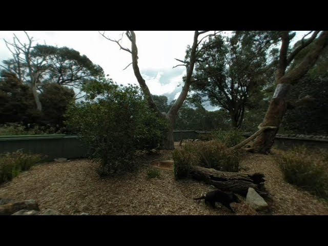 The Tasmanian Devil Enclosure at Cleland Wildlife Park South Australia 3D VR180