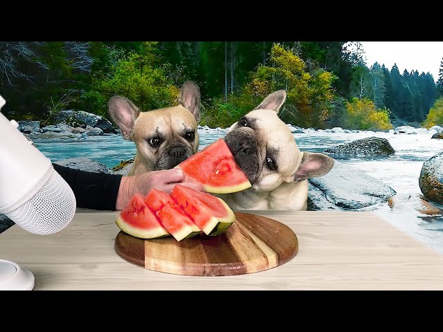 The Best Outdoor French Bulldog Watermelon ASMR | Taste Test