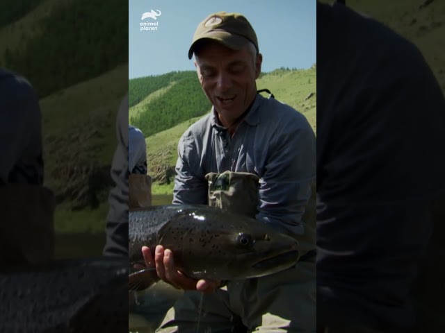 Jeremy Wade STRUGGLES trying to catch a Taimen | River Monsters | #shorts
