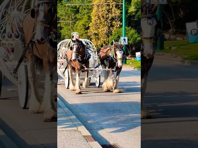 Horse and Carriage in Stanley Park Vancouver Canada 🇨🇦 #canada ca #stanleypark #horse #animals