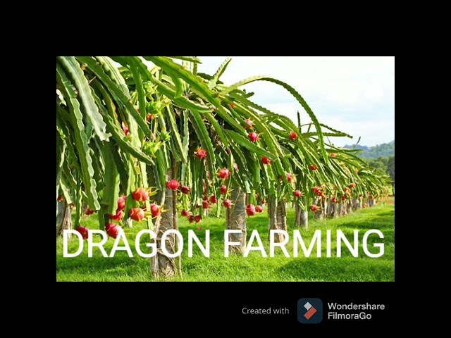 TOP 10 FARMING BUSINESS