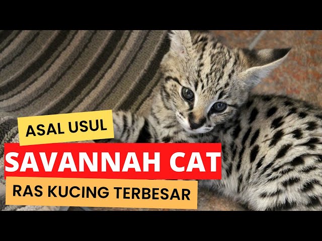 What's the Origin of the Savannah Cat?