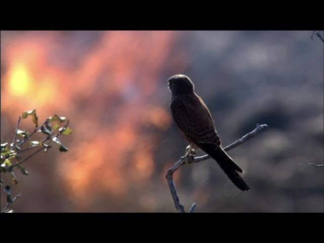 Découverte | Les oiseaux pyromanes