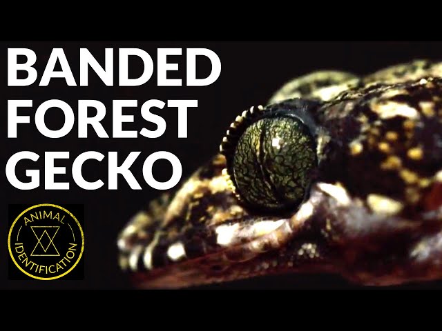 Exploring a Bat Cave! ft. Banded Forest Gecko