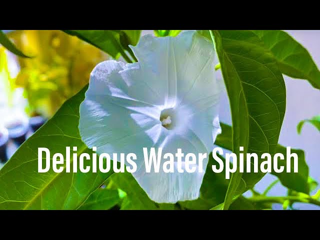 Kang Kong / Water Spinach / Water Morning Glory / ipomoea aquatica Flowering Update!