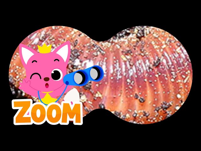 Bugs Puzzle with Pinkfong |❓Guess the Bugs | Zoom Zoom Zoom | Learn Bugs names