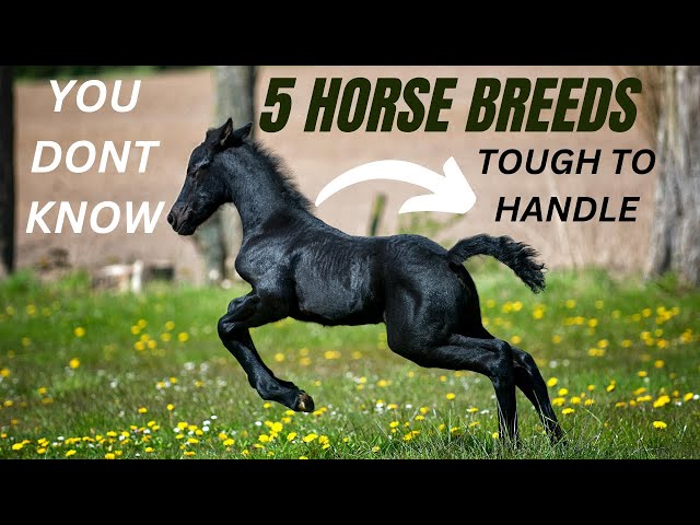 5 HORSE BREEDS YOU SHOULDN'T BUY!😱VERY HARD TO HANDLE