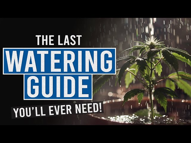 Thirsty Plants? Learn the Secrets to Perfect Cannabis Watering