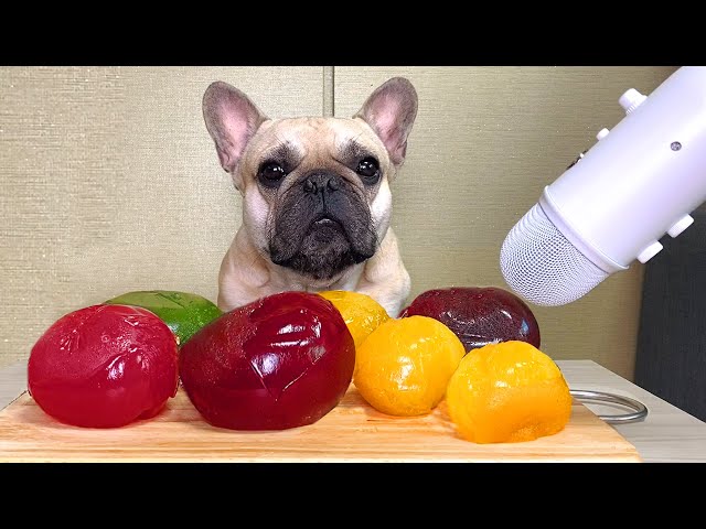 Dog ASMR 🌈 Rainbow Kyoho Jelly French Bulldog Mukbang 🍇강아지 무지개 쿄호젤리 먹방