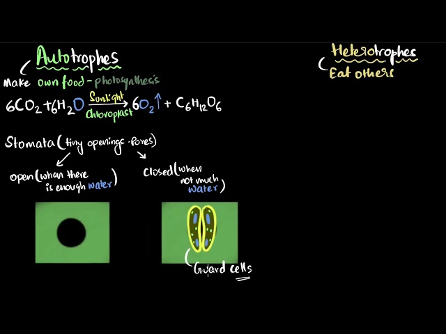Autotrophic and heterotrophic nutrition | Life processes | Class 10 Biology | Khan Academy