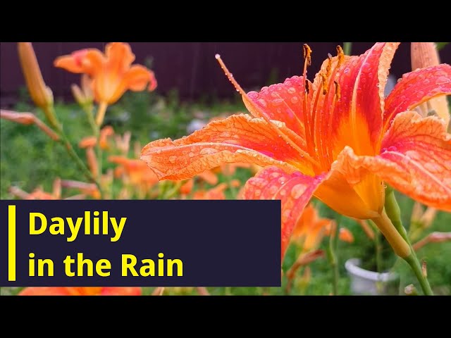 Daylilies in the Rain