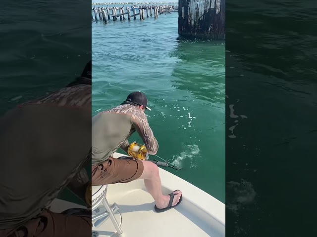 Kevlar leash breaks! Rod goes over while goliath grouper fishing!