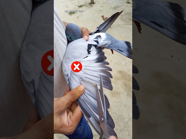 How to pigeon feather cutting short video #shorts #youtubeshorts #trending #bangladesh