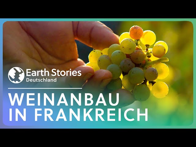 Frankreich: Joachim Króls Suche nach dem besten Wein | Earth Stories Deutschland