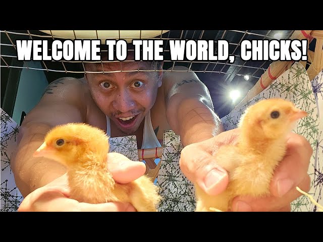 I'm A Chicken Daddy | Vlog #1727