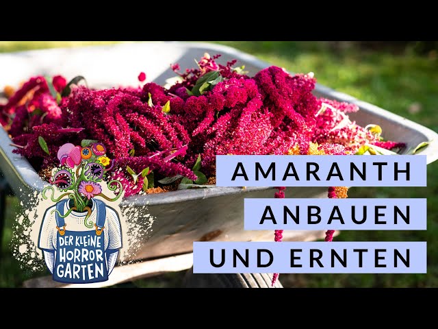 Amaranth anbauen und ernten