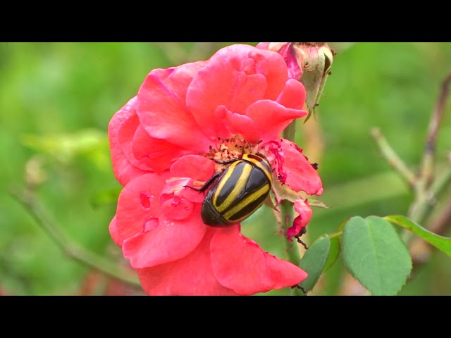 Rose-Eating Beetle