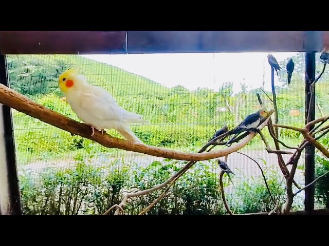 [VR180]The moment a cockatiel flaps its wings was filmed in VR [Izu Animal Kingdom].