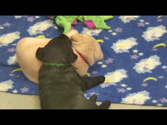 Puppy Time - Live Cam Highlight