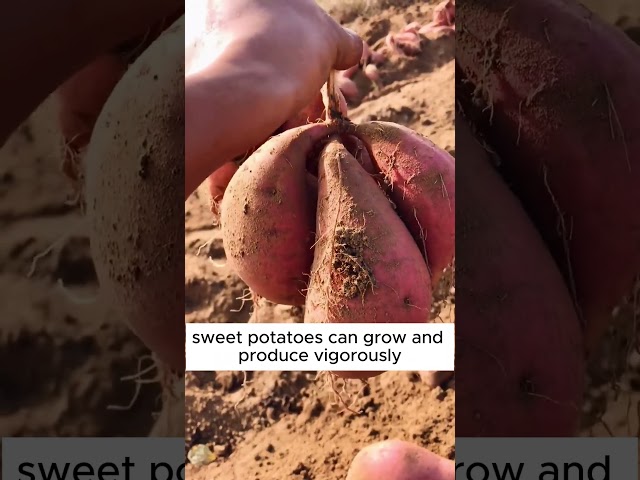 Sweet potato planting techniques #shorts #plantingtips