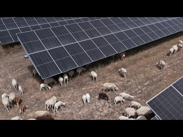 Agrivoltaica en las plantas solares de Cádiz