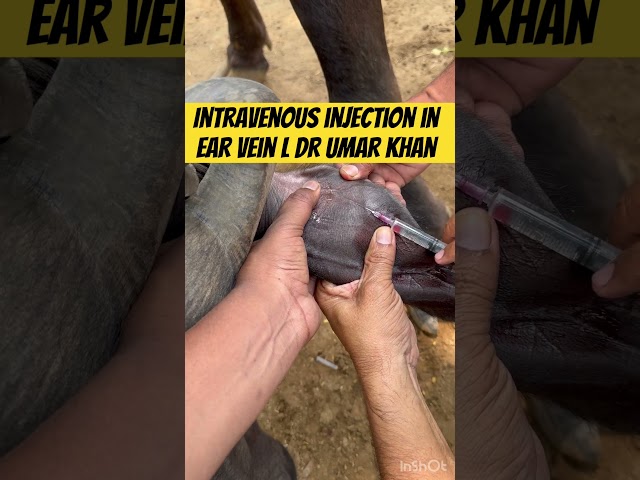 Intravenous injection in ear vein l dr Umar khan