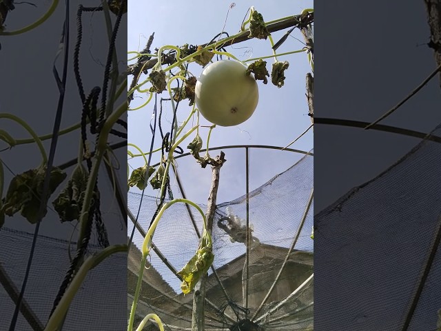 melonnya terpaksa di panen di usia 57 hst, karena diserang penyakit jamur  #harvest #melon #shorts