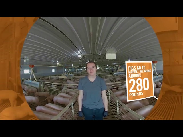 The Finishing Barn: Pig Farming VR Experience