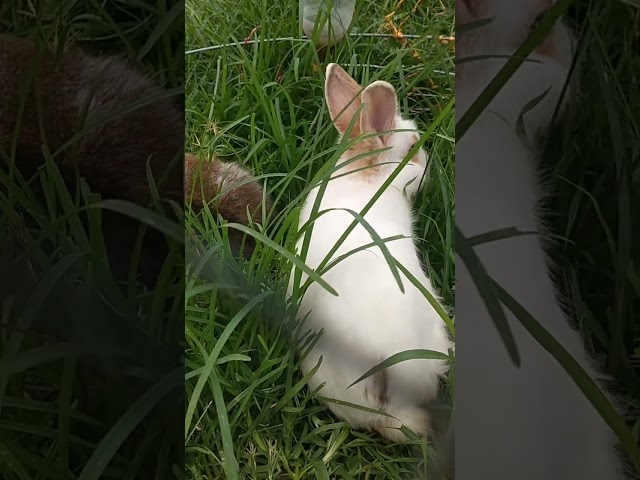 พากระต่ายน้อยออกมาชมสวนหญ้า #น้องอาย #กดติดตาม #กระต่าย