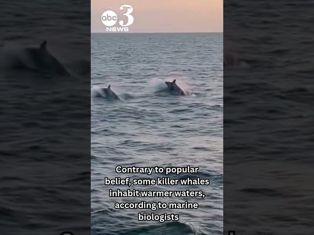 Orcas spotted off coast of Destin, Florida?