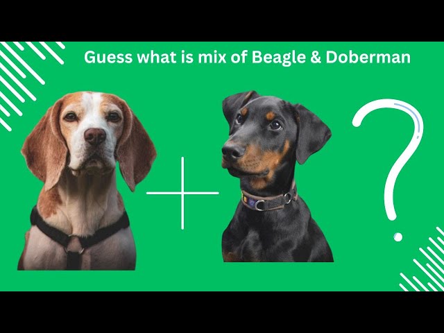 Beagleman: The Playful Doberman Mix with a Beagle Nose