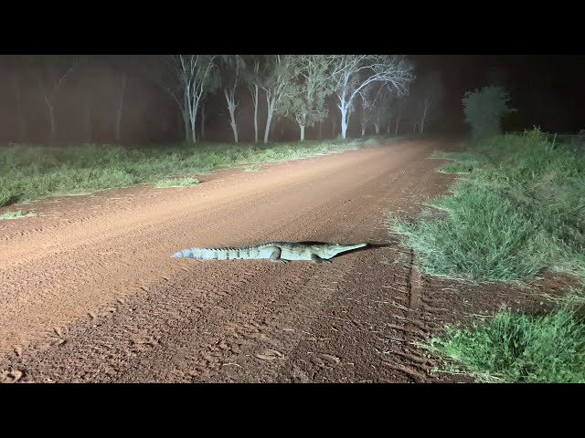 Speedy Crocodile Gallops Into the Grass || ViralHog