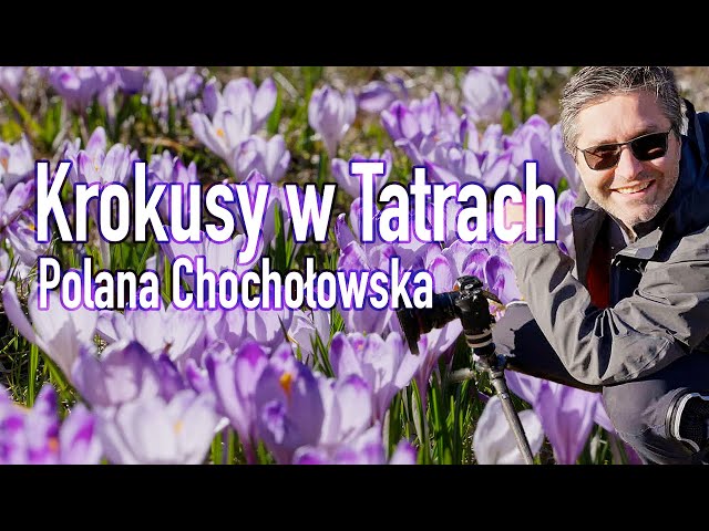 Krokusy w Tatrach czyli Polana Chochołowska. Spacer Fotograficzny.