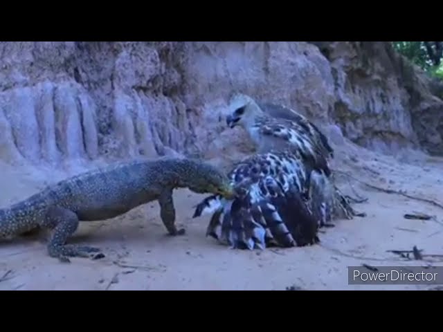 Comodo dragon Vs eagle fight