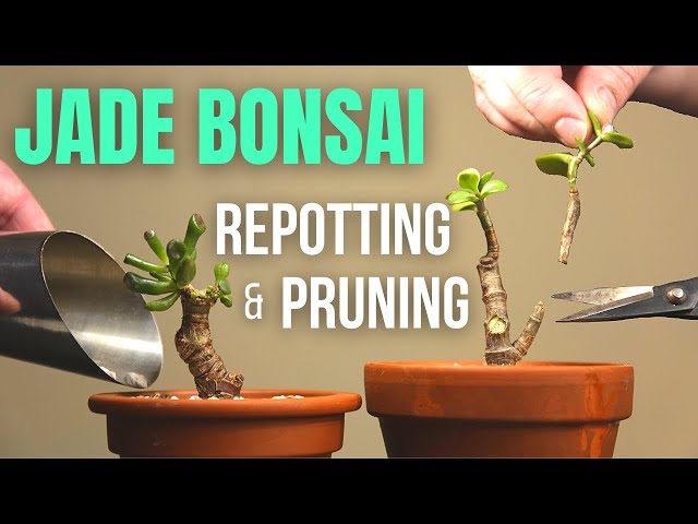 Jade plant Bonsai repotting and pruning