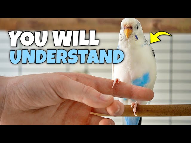 Funny Things Bird Owners Understand