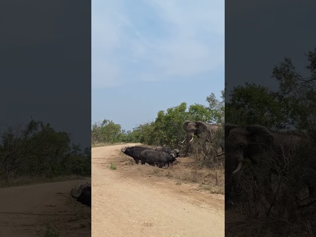 #animals Elephant vs Buffalo