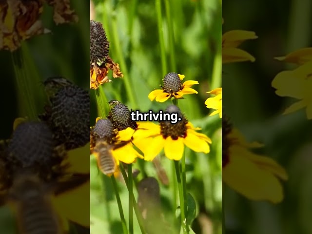 The Essential Plants Bees Need for a Healthy Diet Revealed