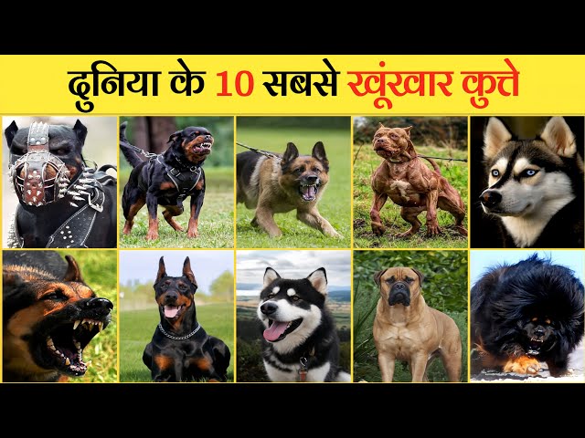 The 10 Most POWERFUL and AGGRESSIVE DOG Breeds Worldwide | MR TUSHAAN