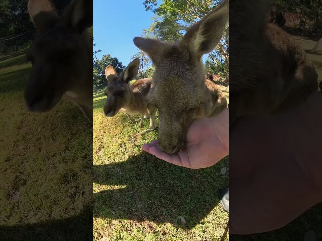 Dangerous Animal Eats From My Hand