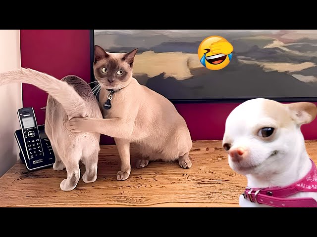 Funny ANIMALS videos😂 Funniest CATS😺 and DOGS🐶 2024 #1