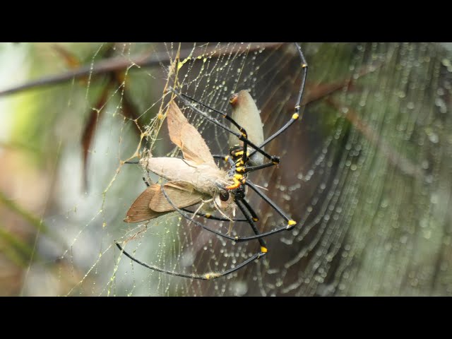 Wrapping her prey! Giant Golden Orb-weaving Spider, Nephila pilipes, Far North Queensland, Australia